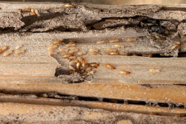  Tucson, AZ Pest Control Pros